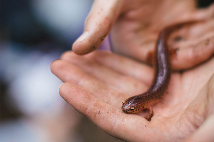 Casey Deck &rsquo;24 studies light pollution&rsquo;s impact on amphibians.